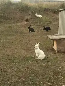 Лукоморье - 30