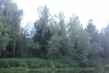Лесной Родник - 49