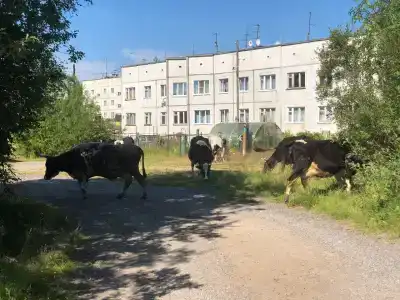 Гостевой дом у Аниподистовича - 10