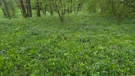 Велес глэмп - 31