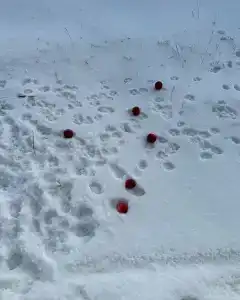 Нериньга - 45