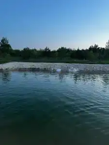 Форест чан - 12