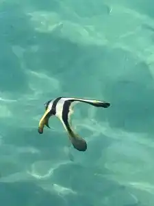 Stella Beach Resort & Spa, Makadi Bay - 34