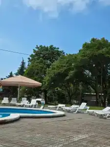 Платан - 0