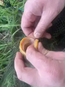 Голден Фиш - 26
