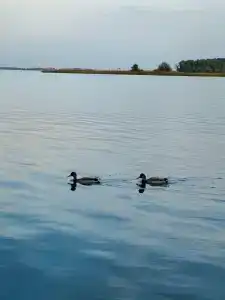 ГаммаСофт - 7