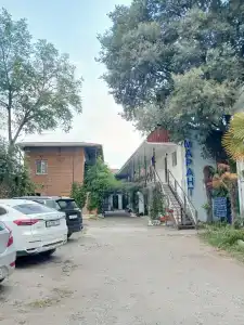 Амарант - 3