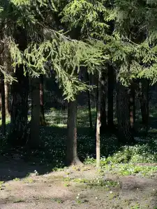 Девино - 44