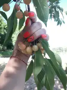 Лявониха - 40