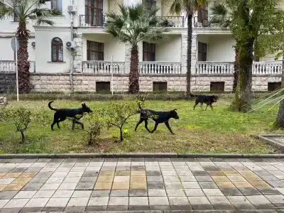 Центральный клинический санаторий им. Ф. Э. Дзержинского - 2