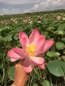 Навигатор - 5