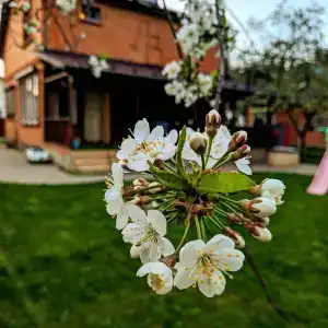 Норка - 1
