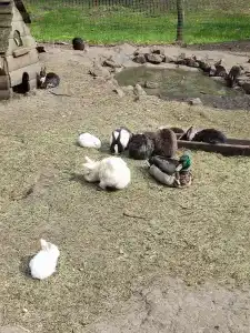 Простоквашино - 76