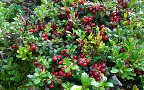 Челмужская усадьба - 12