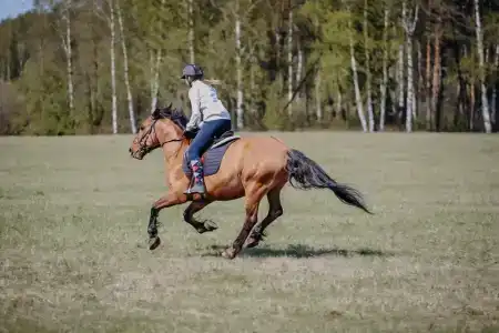 ХвояХутор - Казачий Курень - 7