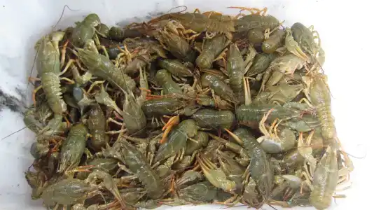 Тихий Причал - 13