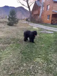 Высотник - 25