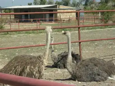 Страусиная ферма Экзотик - 44