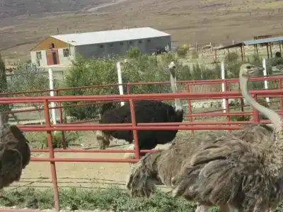 Страусиная ферма Экзотик - 33