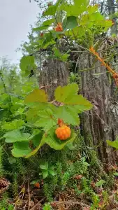 Арктик Хоум - 26