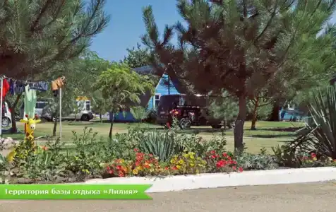 Лилия - 24