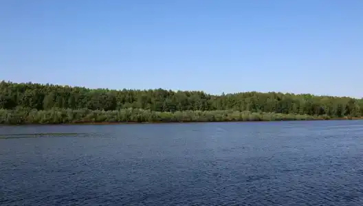 Подсолнухи - 26