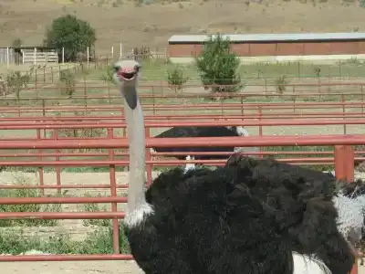 Страусиная ферма Экзотик - 46