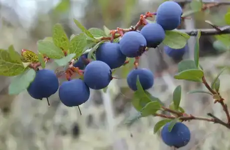 Челмужская усадьба - 13