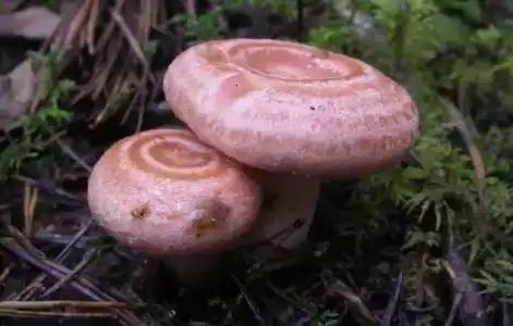 Челмужская усадьба - 15