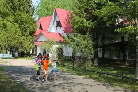 Подсолнухи - 42