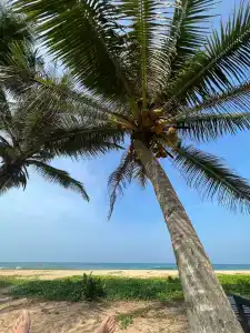 Pandanus Beach Resort & Spa - 88
