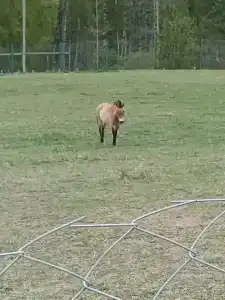 Конный Двор в Пржевальском - 82