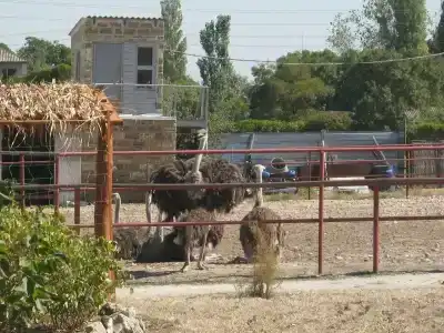 Страусиная ферма Экзотик - 43