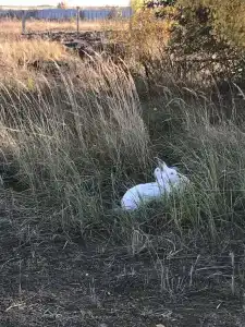 Лукоморье - 28