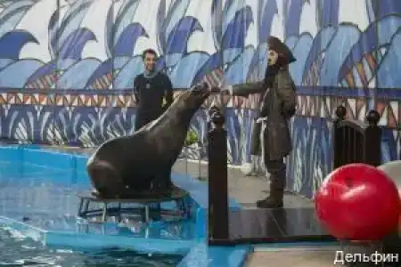 Дельфин - 82