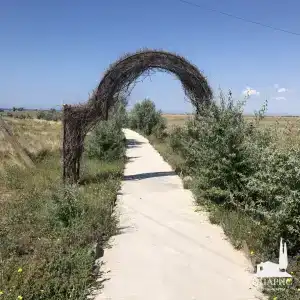 Кипарис - 4