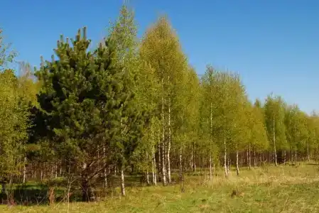 Емельяново - 93