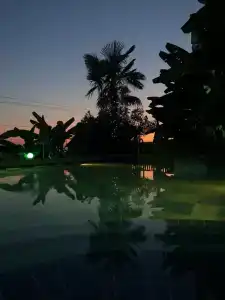 Фламинго - 65