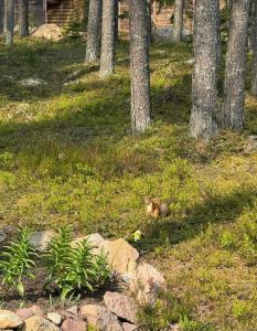 Karelia - 38