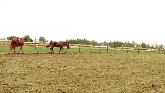 Ситское подворье - 17