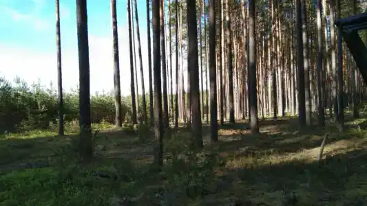 Белый Дельфин - 29