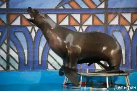 Дельфин - 18