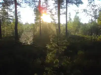 Сосновый Бор - 3