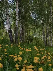 Варваровка - 29