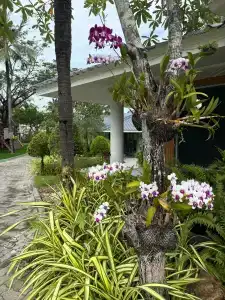 Cassia Phuket - Sha Extra Plus - 29