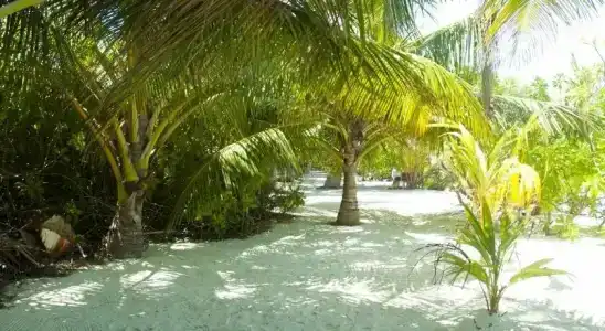 Palm Garden - 27