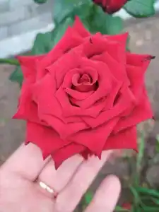 Светлячок - 10