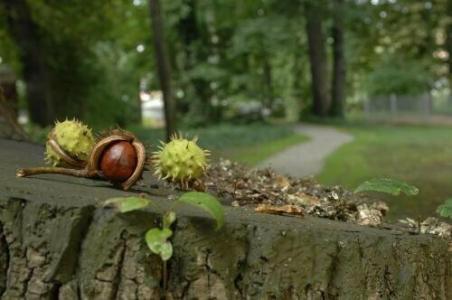 am alten Park - 43