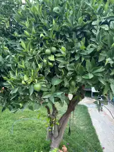 Amore Teki̇rova - 26