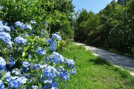San Simon - 2